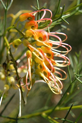 File:320px-Grevillea dielsiana.jpg