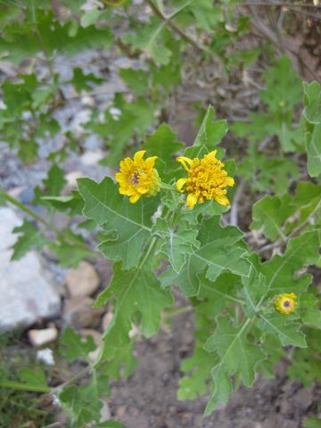 File:360px-IMG 1955 hunt09oct.jpg