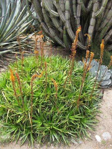 File:360px-IMG 7426 hunt09jun.jpg