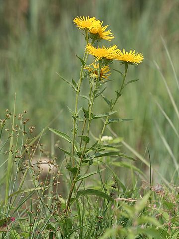 File:360px-Inula britannica.jpeg