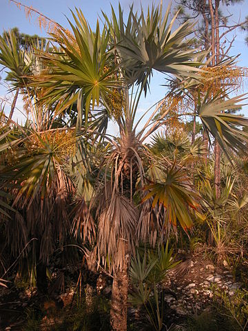File:360px-Leucothrinax morrisii.jpg