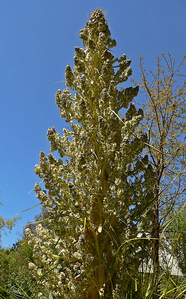 File:374px-Nolina siberica 2.jpg