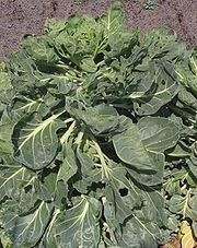 File:180px-Spruitkool (1).jpg