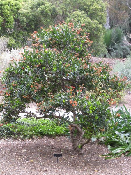 File:450px-IMG 4921 hunt0904.jpg