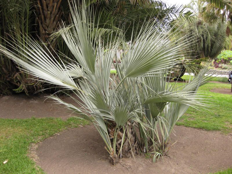 File:800px-IMG 4026 hunt0904.jpg