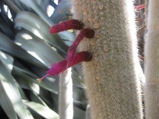 File:320px-IMG 2166 hunt0903.jpg