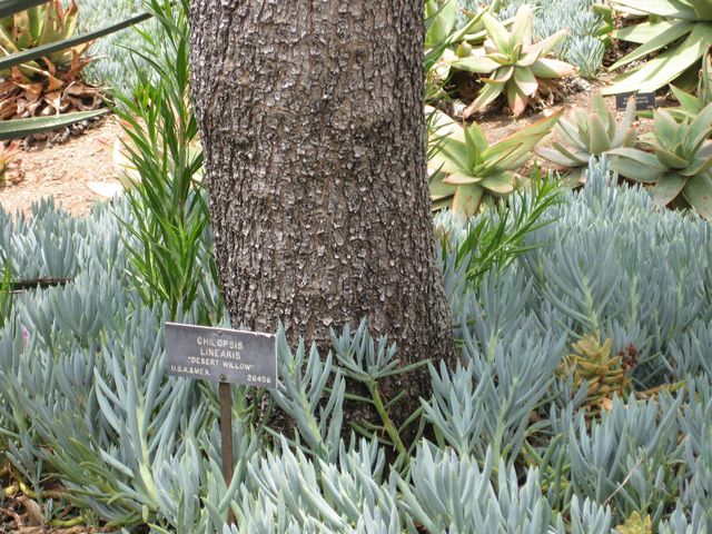 File:640px-IMG 7429 hunt09jun.jpg