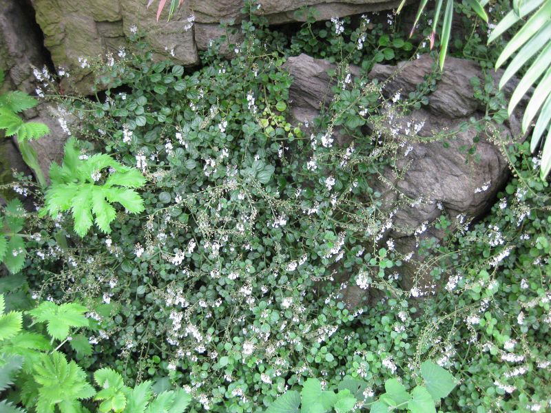 File:800px-IMG 1230 bbg09.jpg