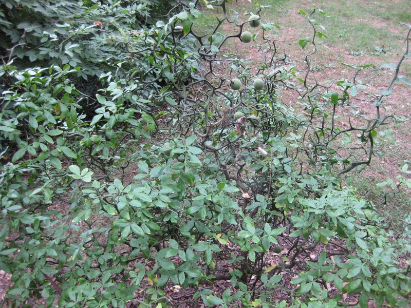 File:800px-IMG 1318 bbg09.jpg