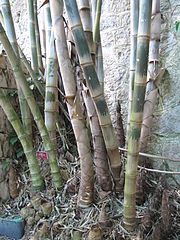 File:180px-Dendrocalamus asper.jpg