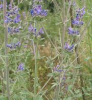 File:180px-Nepeta curviflora.jpg