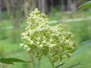 File:180px-Sambucus racemosa1.jpg