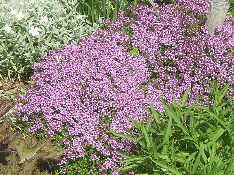 File:800px-Thymus serpyllum flowering plants.jpg