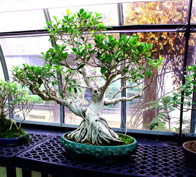 File:Bonsai Tree 071.jpg