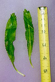 Eryngium foetidum leaves