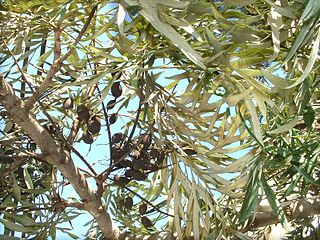 File:320px-Grevillea robusta leaves and dry seed pods.jpg