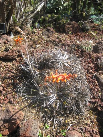 File:360px-IMG 2465 hunt0903.jpg