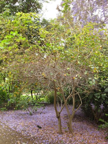 File:360px-IMG 7064 hunt09jun.jpg