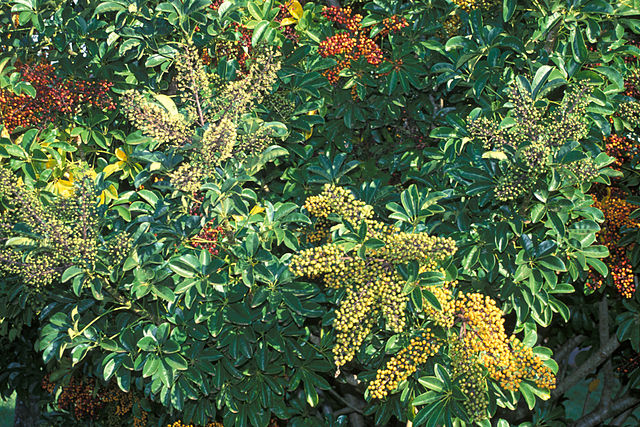 File:640px-Starr 990105-2930 Schefflera arboricola.jpg