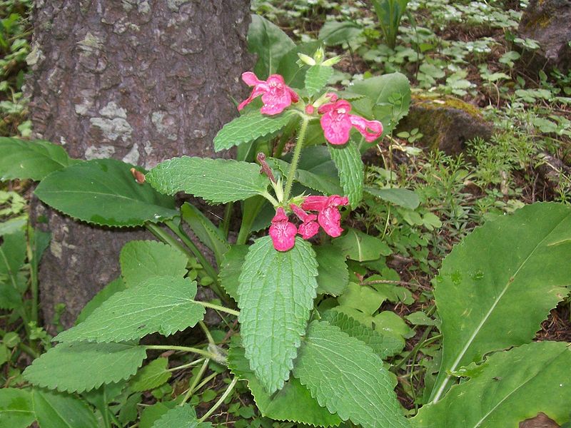 File:800px-Stachys coccinea.jpg