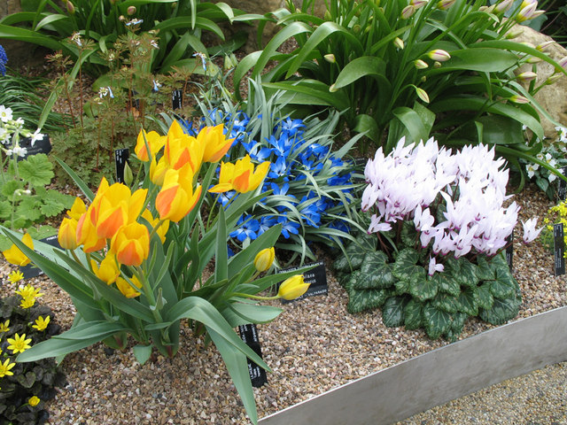 File:Alpines in the Davies Alpine House - geograph.org.uk - 154779.jpg