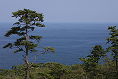 File:240px-Pinus thunbergii Izu Oshima.jpg