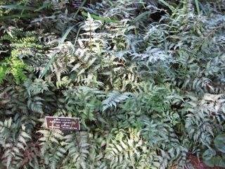 File:320px-IMG 0208 nybg09.jpg