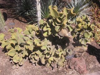 File:320px-IMG 2241 hunt0903.jpg