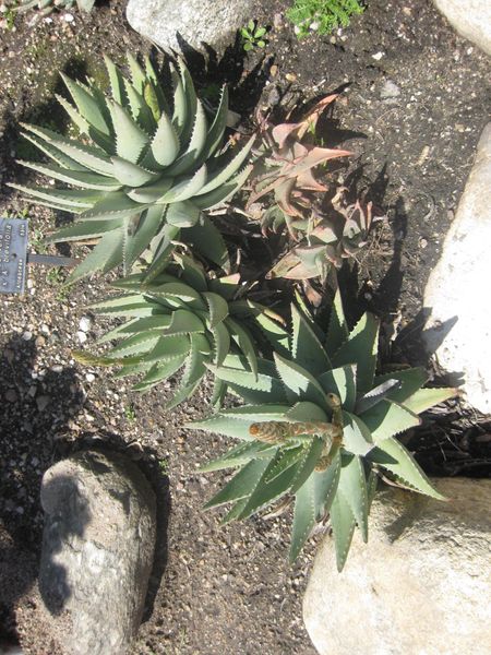 File:450px-IMG 2296 hunt0903.jpg