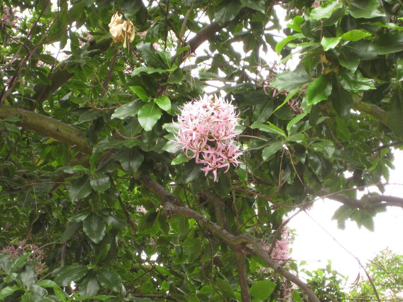 File:800px-IMG 6970 hunt09jun.jpg