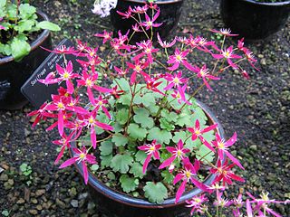 File:320px-Saxifraga fortunei var incisolobata2.jpg