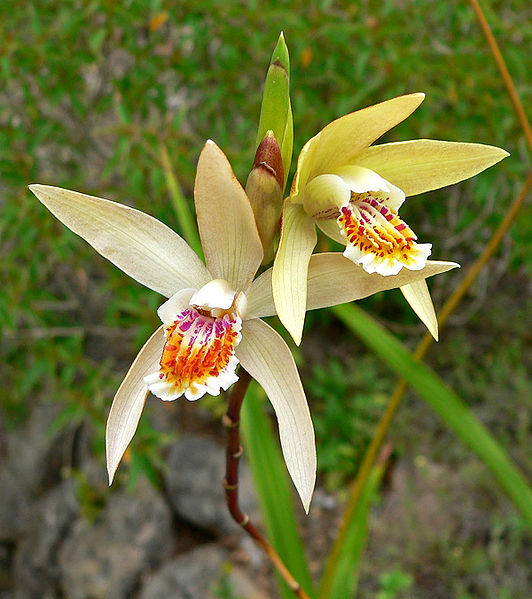 File:532px-Bletilla ochracea 3.jpg