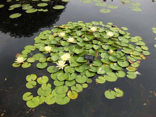 File:640px-IMG 0871 bbg09.jpg