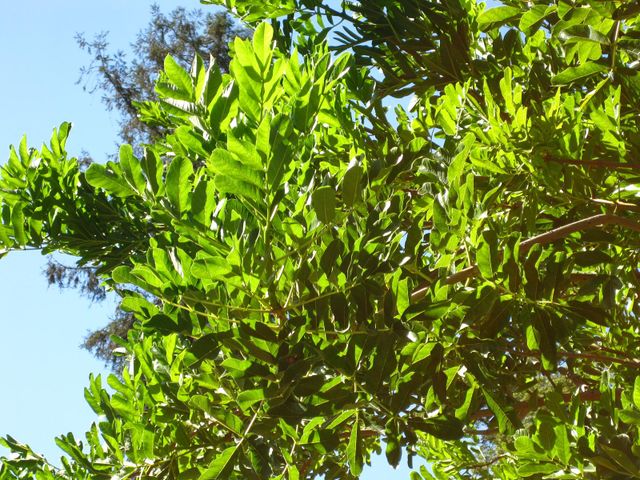 File:640px-IMG 2068 hunt09oct.jpg