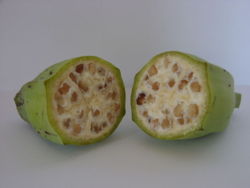 File:250px-Inside a wild-type banana.jpg