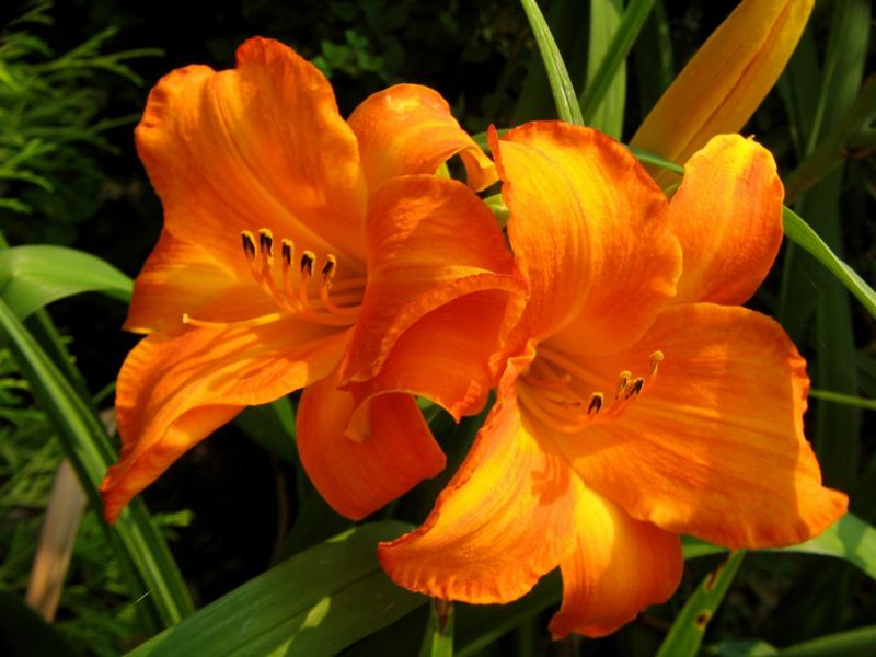 File:800px-Day Lilies-7923.jpg