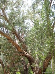 File:180px-Eucalyptus andrewsi-IMG 3152 lokrun.jpg