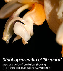 File:213px-Stanembreei lip-bk.jpg