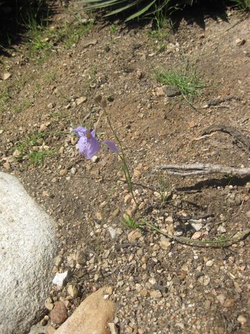 File:360px-IMG 2300 hunt0903.jpg