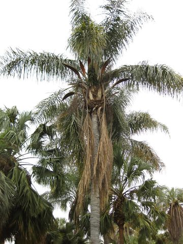 File:360px-IMG 3963 hunt0904.jpg