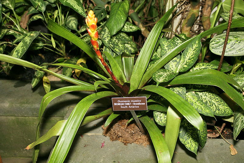 File:800px-Guzmania musaica.jpg
