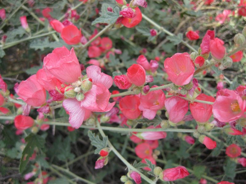 File:800px-IMG 4414 hunt0904.jpg