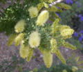 File:120px-Prosopis pubescens inflorescence 2003-06-02.jpg
