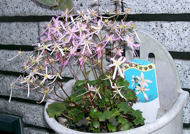 File:640px-Saxifraga fortunei cv2.jpg