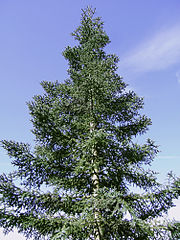 File:180px-2007-04-07Abies procera glauca01.jpg