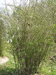 File:180px-Spiraea prunifolia3.jpg