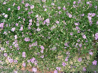 File:320px-Gypsophila muralis Gypsy Rose1.jpg