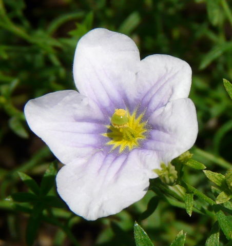 File:452px-Nierembergia frutescens.jpg