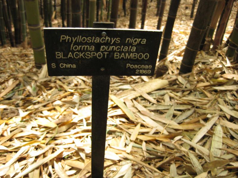 File:800px-IMG 7229 hunt09jun.jpg