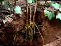 File:120px-Primary and secondary cotton roots.jpg